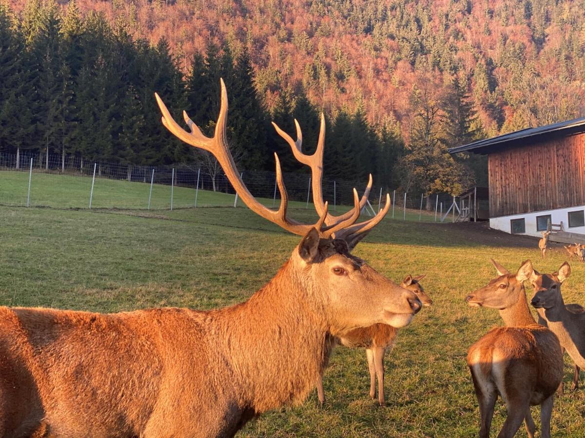 Hotel Berghof Haselsberger Sankt Johann in Tirol Zewnętrze zdjęcie