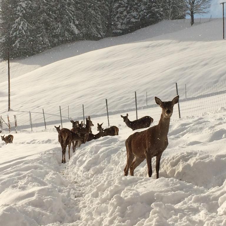 Hotel Berghof Haselsberger Sankt Johann in Tirol Zewnętrze zdjęcie
