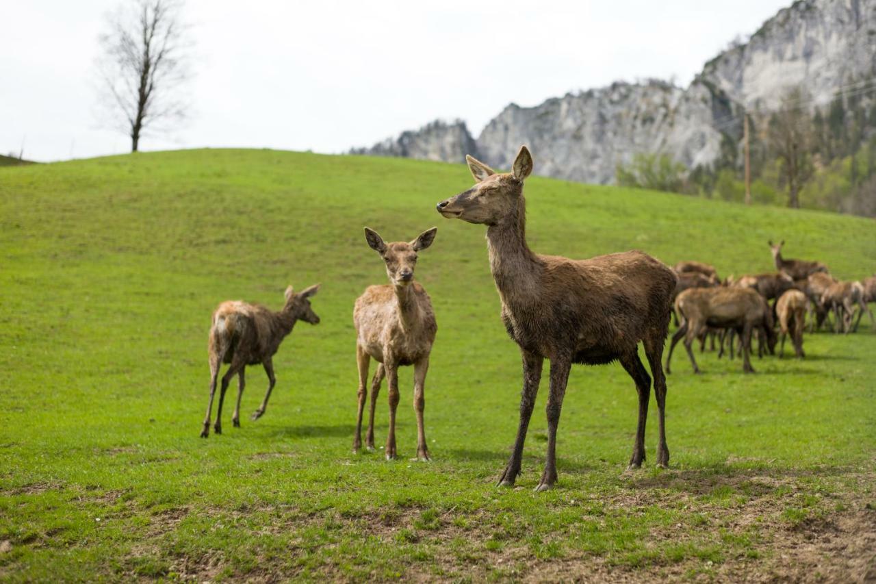 Hotel Berghof Haselsberger Sankt Johann in Tirol Zewnętrze zdjęcie